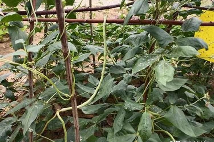 长豆角中后期需要用什么肥料好？