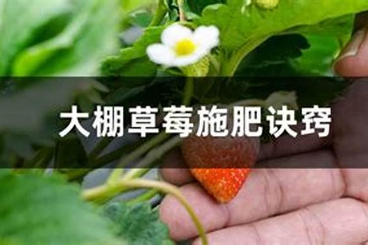 草莓多久施肥一次