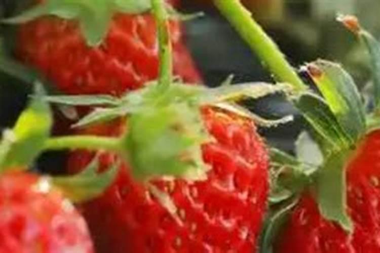 草莓需要氮磷钾肥有什 么作用？