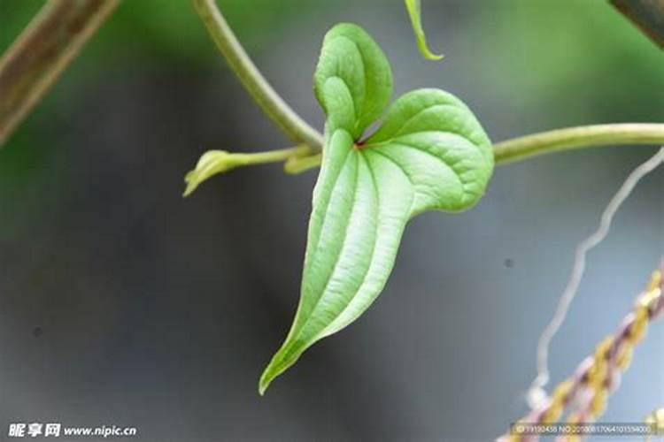 山药中后期管理技术是什么