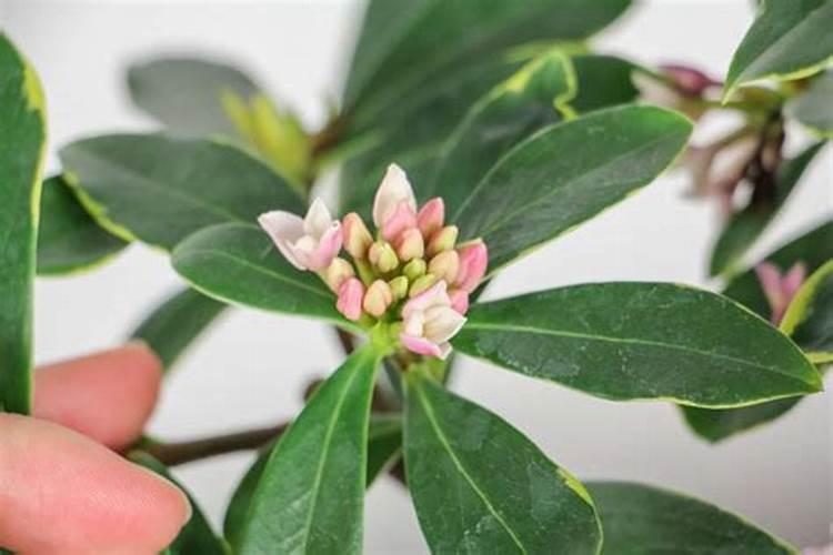 樱桃成熟期落果怎么办