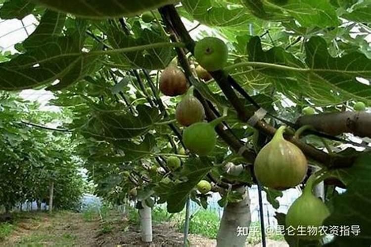 无花果结果期间施什么肥
