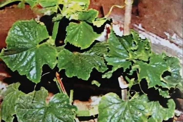 发财树什么季节施肥最好 施肥多少合适