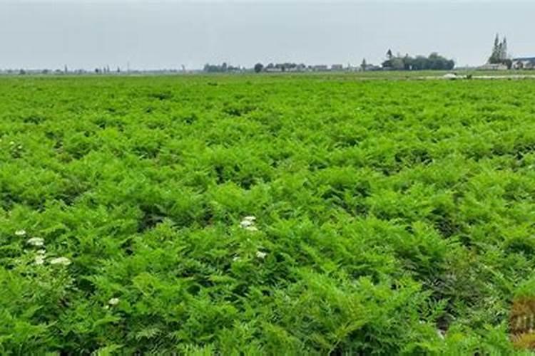 新鲜川芎怎么挑选