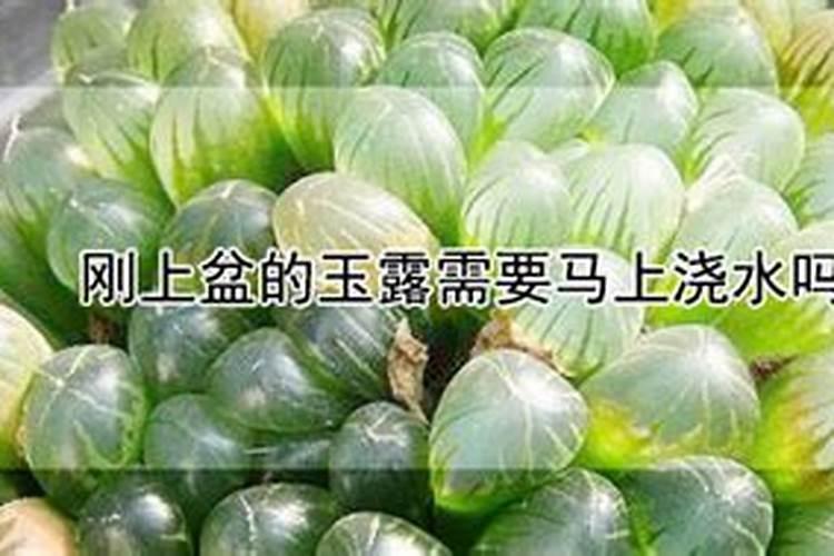 绿萝用什么肥料 绿萝需要使用什么肥料