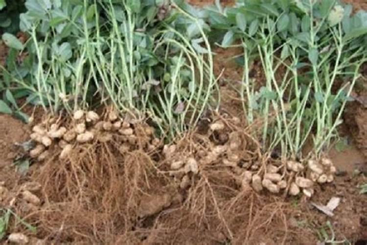 种植花生和大豆时,不需要施氮肥的原因是( )A.土壤中的氮肥足够多B.大...