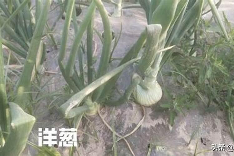 济南那里有卖桔子树呢