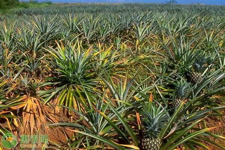 水溶肥相比于传统肥料有哪些优缺点？