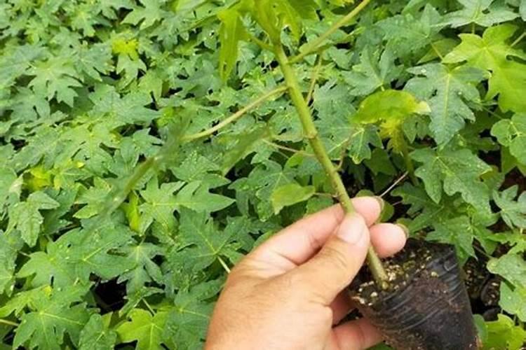 木瓜树施什么肥最好