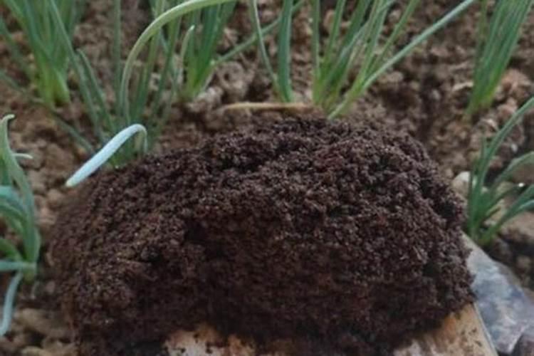 黄金肥适用什么花卉