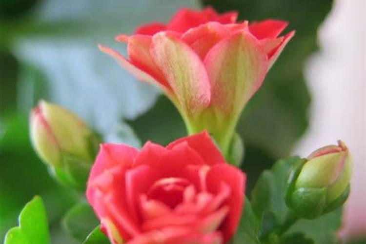 6月份怎么养长寿花？