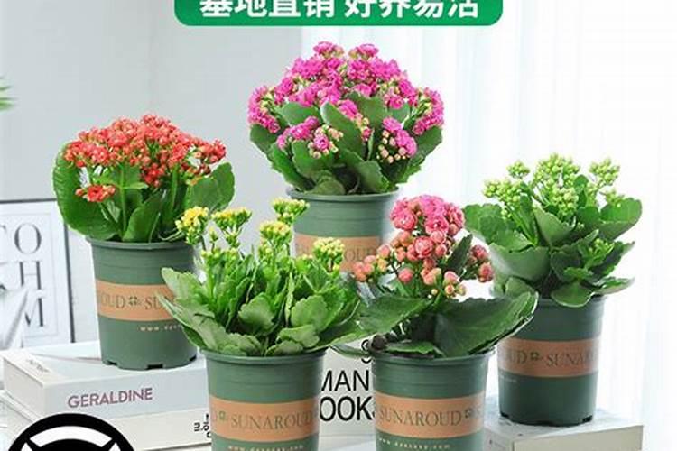 白兰花用什么肥料最好(白兰花怎么施肥长得快开花多)