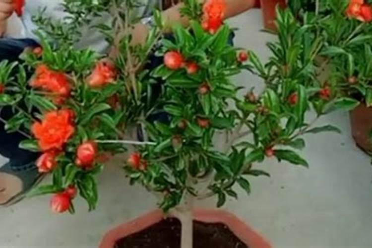 石榴结果后到了乒乓球大就发黑掉了是什么原因？