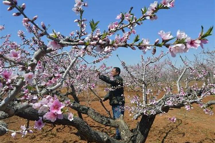 荔枝开花前应施喷哪些农药