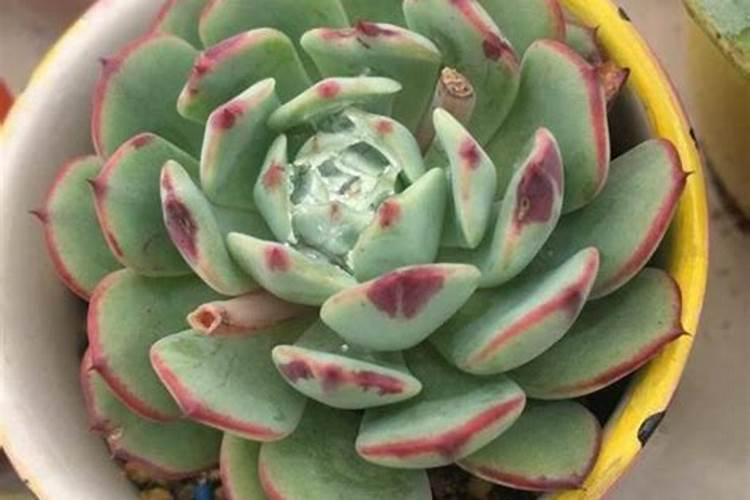 效果好的水溶肥是哪家