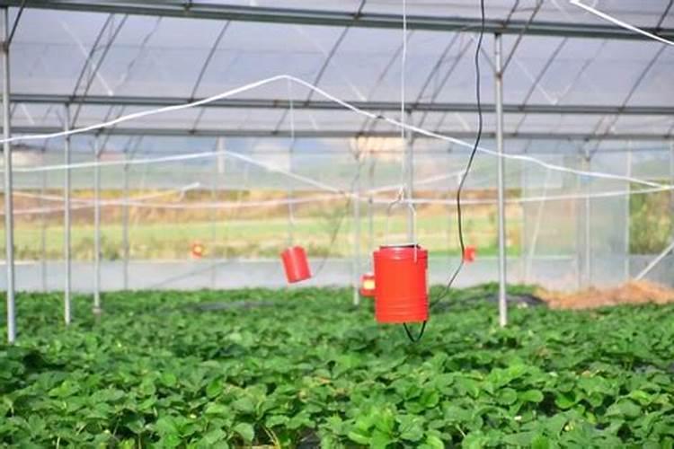 草莓叶片干尖,叶片有红色跟铁锈一样,是怎么回事？(如图)