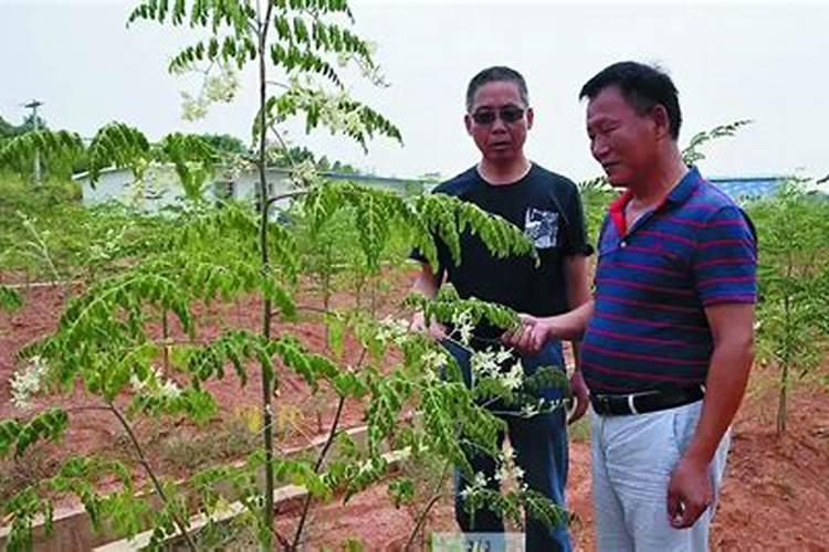 刚种植的辣木苗叶有点黄怎么回事