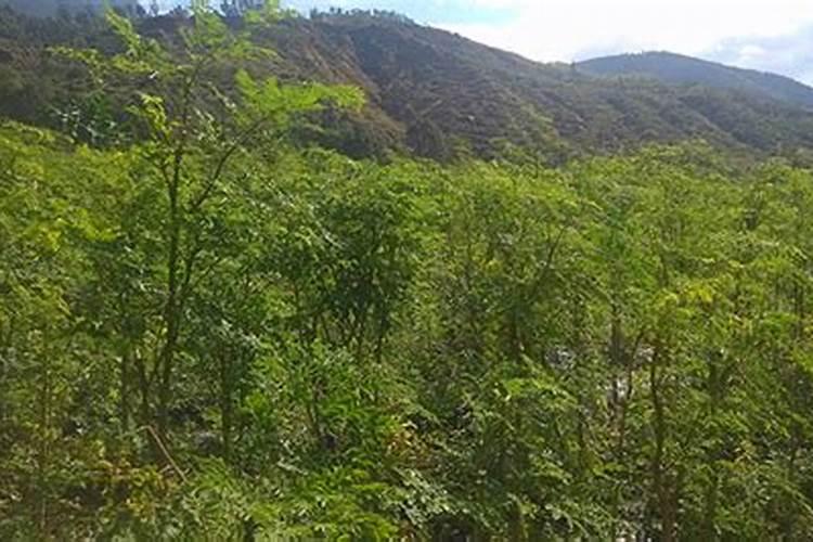 关于水果的资料