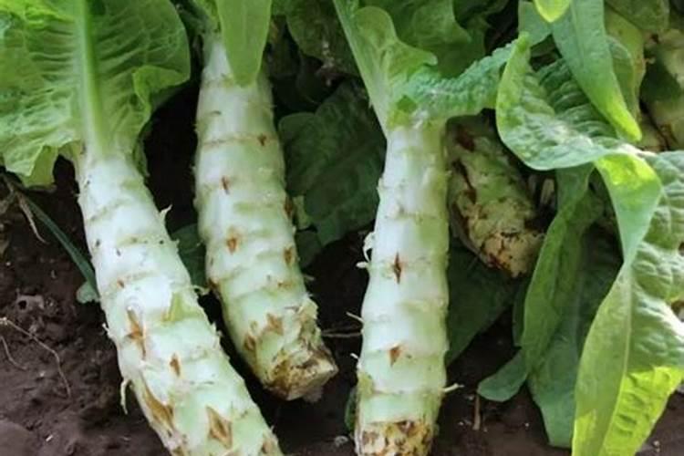 莴笋用什么肥料最好
