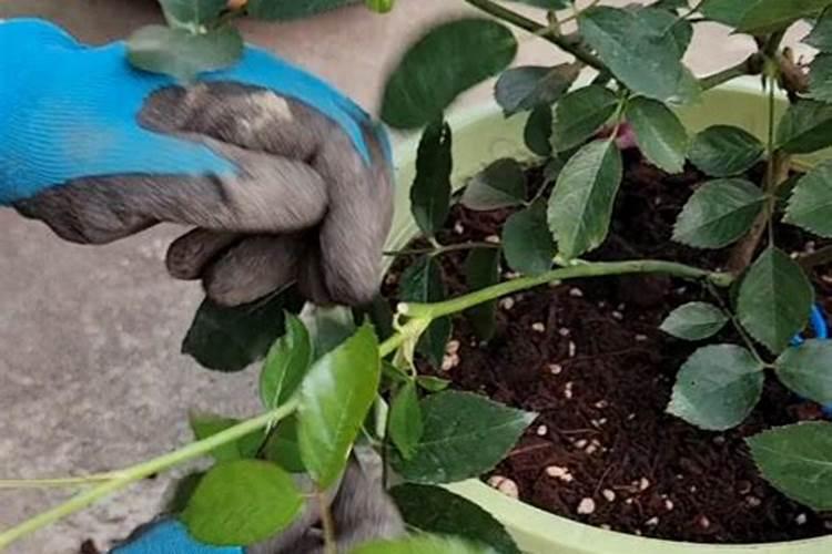 蝴蝶兰花期如何养护管理？