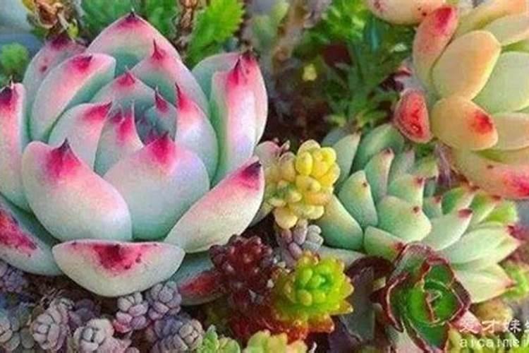 钾肥的正确使用方法