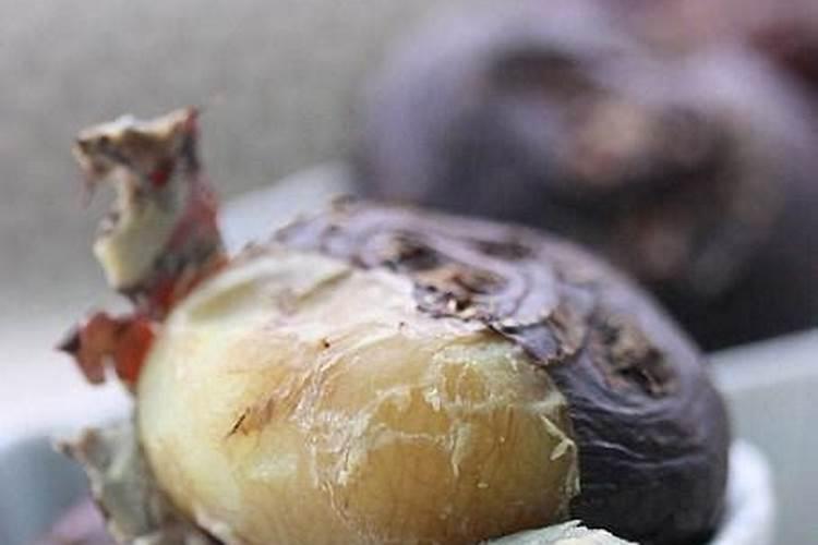 一棵二十公分的桂花树能埋多少复合肥料？