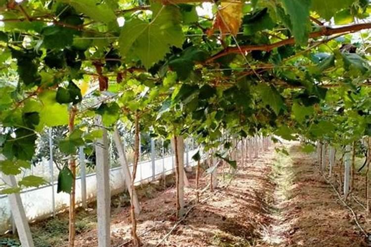 水稻返青分蘖肥桶有毒性吗？