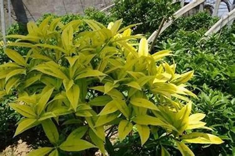 秋木树树叶发黄,需要施什么肥料