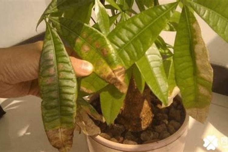 棕树叶子枯萎什么方法可以救活？