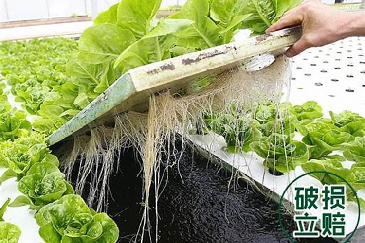种植生菜缺钾时,植株都会有哪些特征？