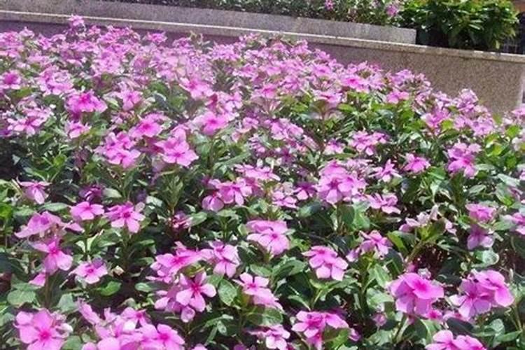 长春花花期施肥
