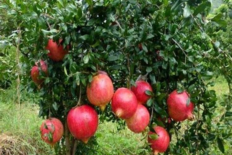 在超市里,十斤的矿泉水瓶具体有多大