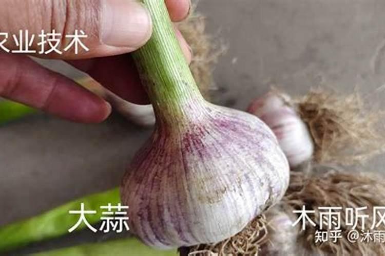 大蒜膨大期用什么肥料