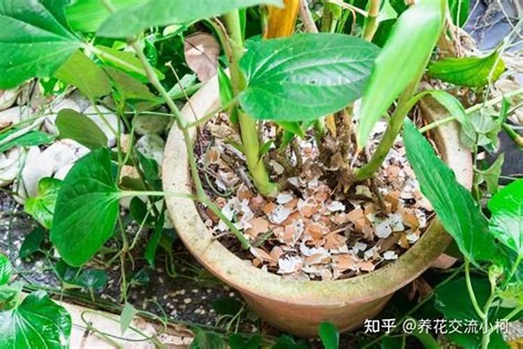 米醋泡蛋壳能成钙肥可以用作植物补钙吗？