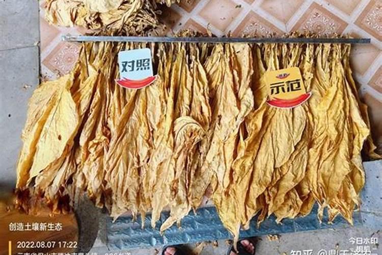 烟草抗旱栽培综合技术 烟草栽培学