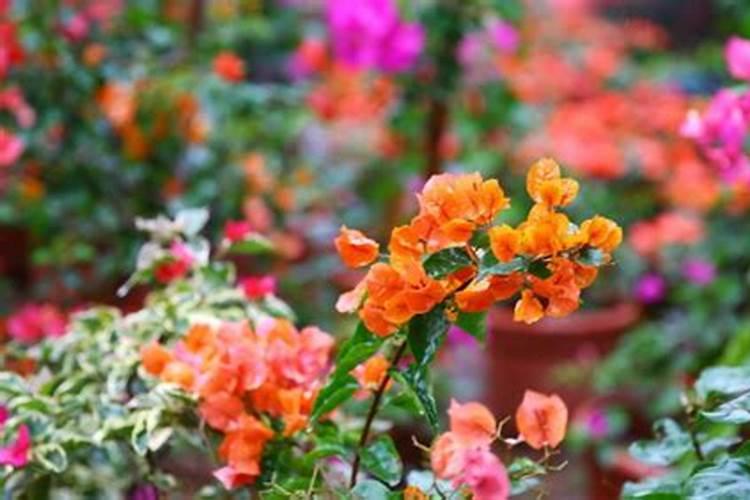 花卉入秋养护四个要点