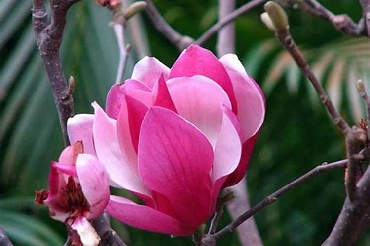 长寿花秋天不施肥,冬天不开花,不仅要追肥,还要打顶,你知道吗？