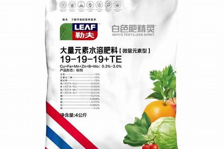 毛茛种球洋牡丹种植方法