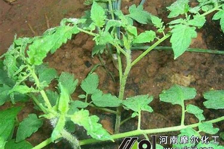 水溶肥可以撒施吗