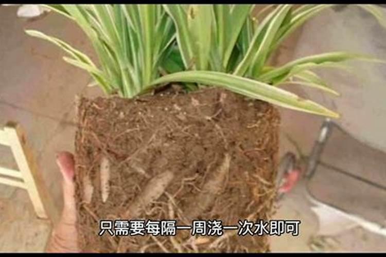 金边吊兰应该施什么肥