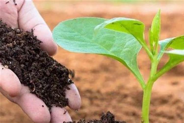 红薯种植的一些小技巧