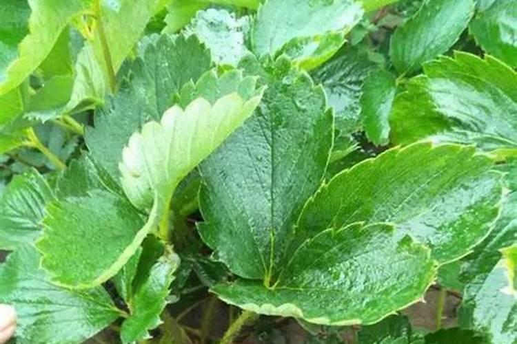 用什么肥可以丰根？