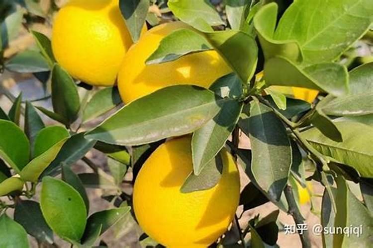 莴笋的根种在土里还能长吗