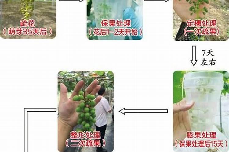 种植阳光玫瑰葡萄时,需要施什么肥呢？