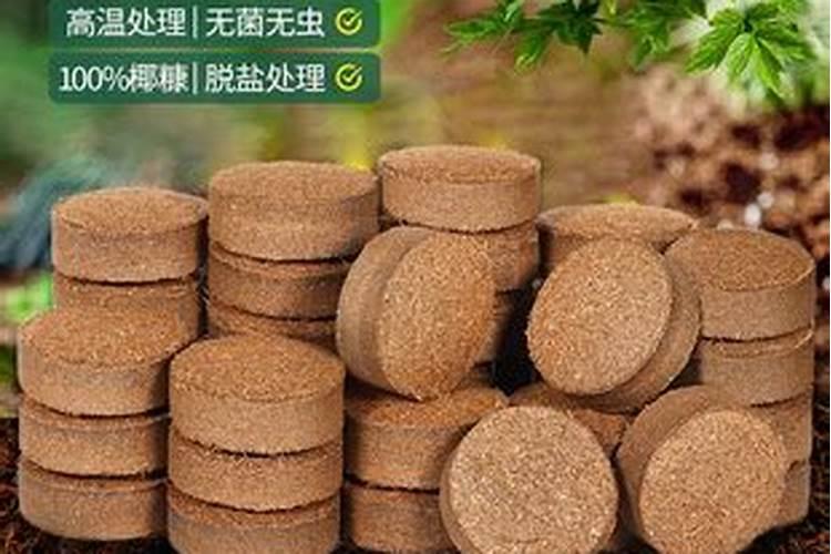 蝴蝶兰能用土养吗