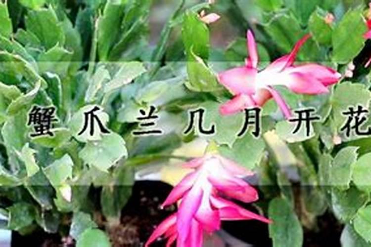 蟹爪兰什么时候施肥施什么肥好