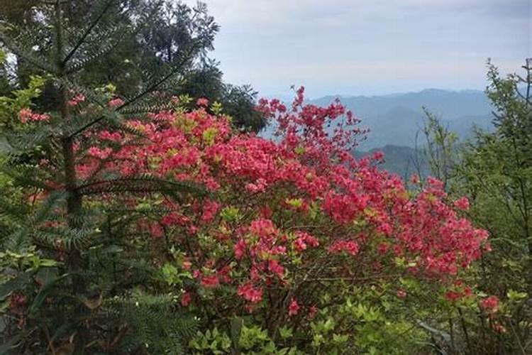 映山红能不能施肥