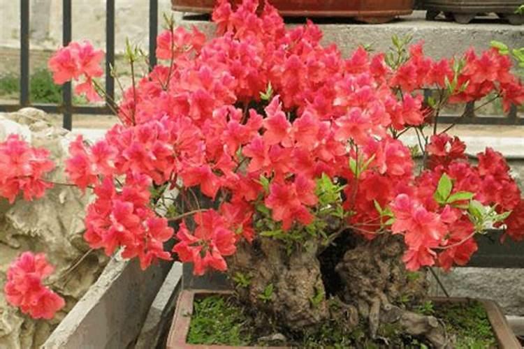 请问大家映山红盆景用什么肥料施肥？怎么管理？