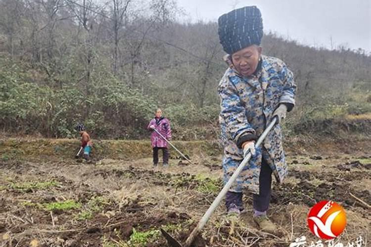 柑橘施肥应注意什么？