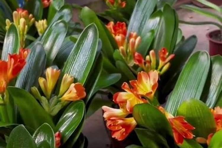 芹菜施什么肥好